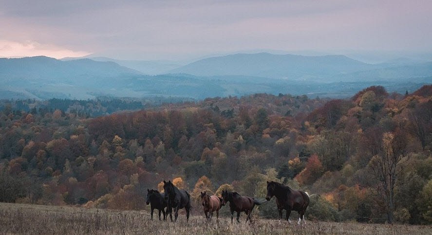 Bieszczady Mountains, Bieszczady, Subcarpathian, Poland